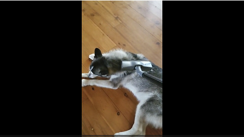 Relaxed husky thoroughly enjoys being vacuumed
