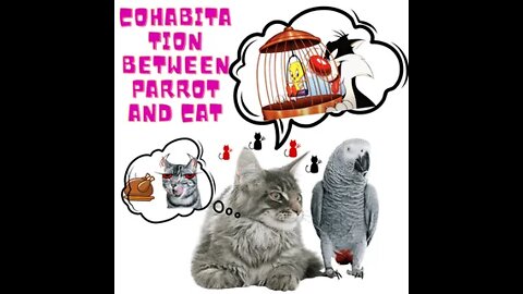Parrot animals 2022 video Parakeet brothers cat engage in full HD length conversation