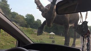 A Ram Jumps On Top Of A Car