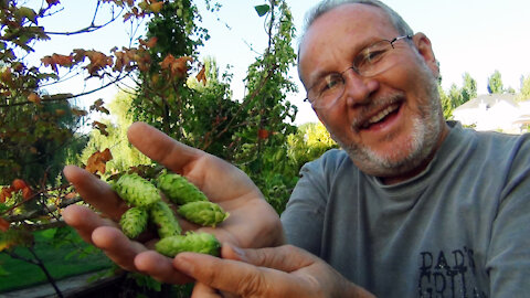 My home grown hops: My Hop Rig Build - How it works, picking, drying and packaging