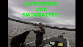 catfishing with swimbaits