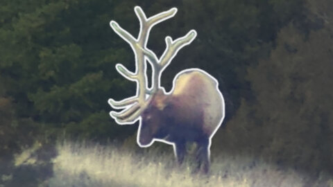 Elk Hunting Late Season! - Two bulls down!!