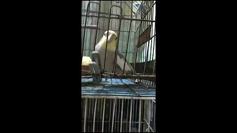 Cute talking parrot singing