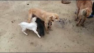 Cadela amamenta cabrinhas famintas