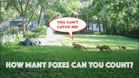 How Many Foxes Can You Count?