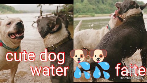 Cute dog 🐕🐕 water 💦 faite