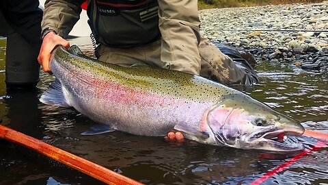 Cameron Catches A GIANT, Broodstock Steelhead Fishing! | Addicted Life Ep. #27