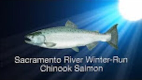 Species in the Spotlight: Sacramento River Winter-Run Chinook