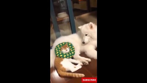 Funny cat and dog viral video!