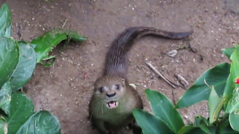 Adorable rescued otter begs for fish