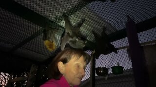 Cute Flying Foxes Follow Human Carer Everywhere! Behind The Scenes In Jeannie's Bat Aviary At Night