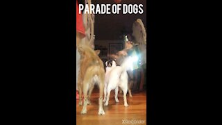 Parade of dogs