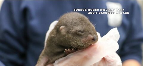 Rhode Island zoo celebrates Valentine's Day with the birth of 4 new otters