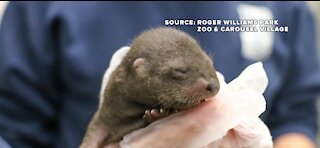 Rhode Island zoo celebrates Valentine's Day with the birth of 4 new otters