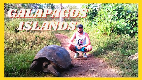 🇪🇨 GIANT TURTLES in GALAPAGOS ISLANDS, ECUADOR