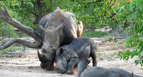 Itchy rhino calf gets interrupted by his mother while enjoying a body scratch