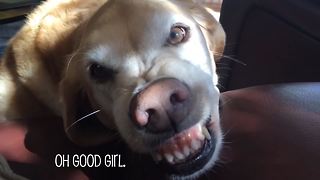 This Is Why Golden Retriever Puppies Are The Best