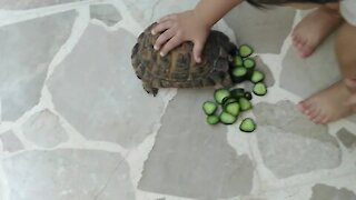 the child feeds the turtle