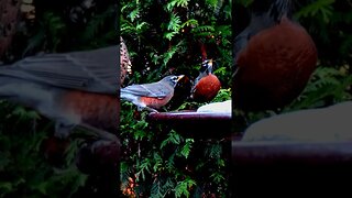 Refreshing Drink! #birds #nature #shorts