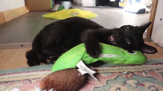 Kitty Absolutely Loves Playing With Her Hilarious New Toy