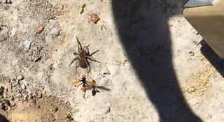 Wasp vs Spider in a venomous battle to the death in Australia