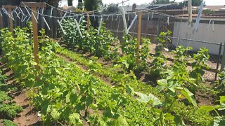 The BEST Trellis for Tomatoes and Cucumbers