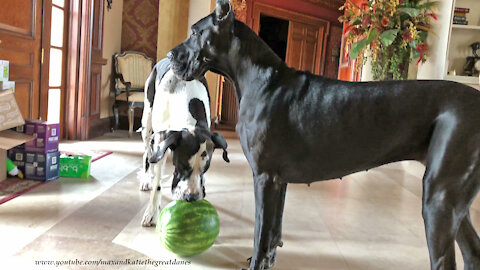 Funny Great Danes Playing With Watermelon Will Make You Laugh