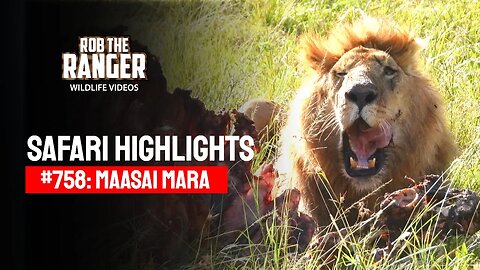 Safari Highlights #758: 08 March 2023 | Maasai Mara/Zebra Plains | Latest Wildlife Sightings