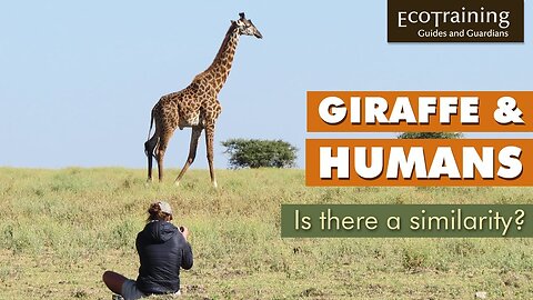 Learn the facts: Is there a similarity between giraffe and humans?