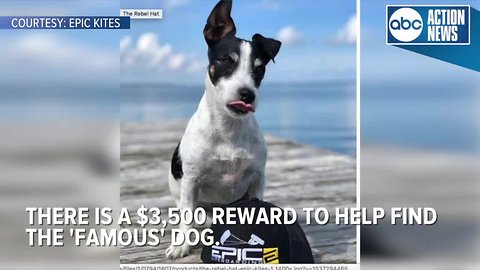 'Zeus' the kiteboarding dog reportedly stolen during competition at Skyway Bridge, reward offered