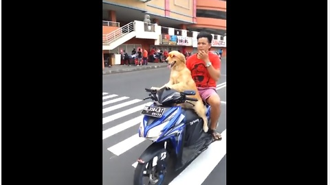 Adventurous Dog Wearing Sunglasses Rides On Motorcycle