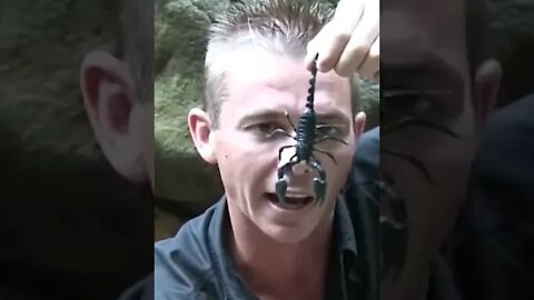 BIG DANGER! Wildlife Adventures with Corey Wild! King Cobra , Crocodiles , Tarantulas n Dragons!