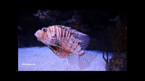 Beautiful Underwater Sea Creature Part 1