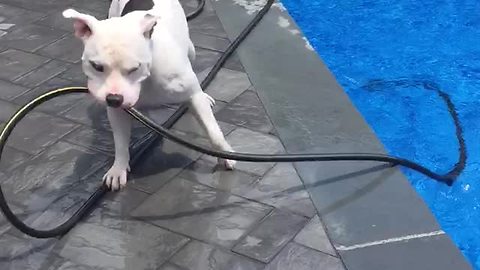 Clever Dog Makes His Own Water Fountain