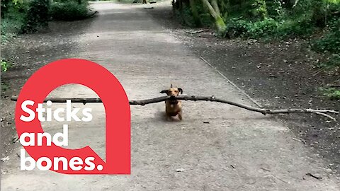 Tiny pet dachshund loves carrying around BIG STICKS