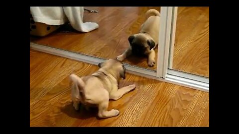 🐶🐺Funny Dog and Cat Vs Mirror 🐶🐺