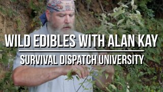 Wild Edible Plants With Alan Kay