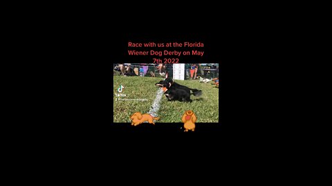 Florida wiener dog derby come race with us