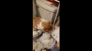 Cat destroys toilet paper roll