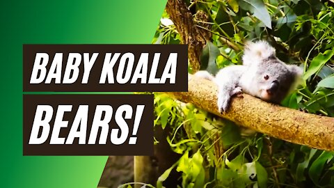 cutest Baby Koala Bear is playing and climbing