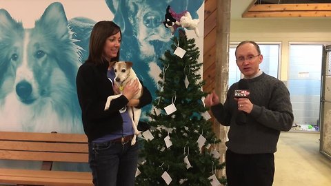 FOX 47 Furry Friends: Adopting an Older Pet & CAHS Giving Tree