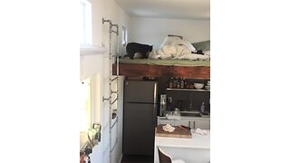 Cat Makes Near Impossible Jump In Tiny House