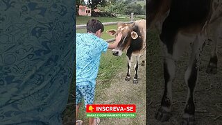 Olha a coragem 😁 #shorts #roça #fazenda #sitio #animals #bicho #cow #boi #gado #menino #amendoim #sp