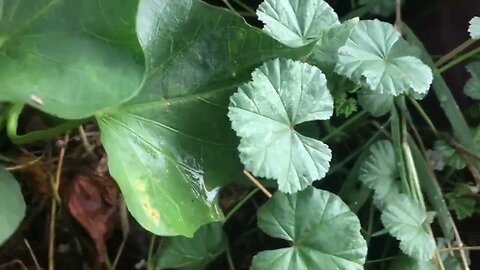 WHAT IS THE MALLOW PLANT ? Let’s learn about it 🤔😎