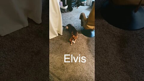 Elvis the Grand dog #shorts #dogs #Elvis