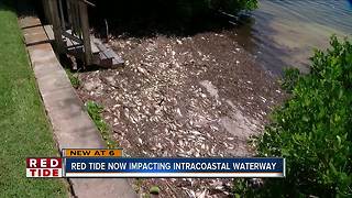 Red tide now impacting Pinellas Co. intracoastal waterways, seabirds