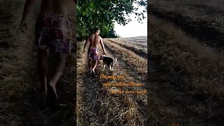 #myfriend #amstaff #amstafflove #shortvideo