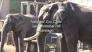 National Zoo of Chile at San Cristobal hill