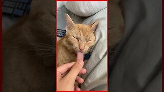 funny cat video