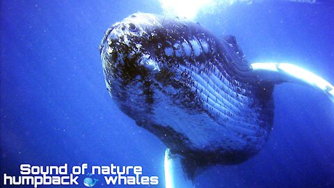 Sound of nature humpback 🐳 whales
